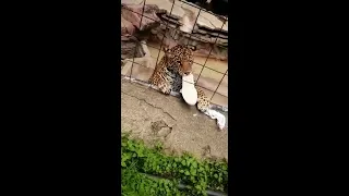 Jaguar ataca a adolescente en zoológico de León ,Guanajuato | 5 Noticias de Hoy