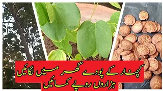 How to grow kachnar plant at your home - easy simple method - گھر میں کچنار لگانے کا طریقہ