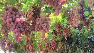 EXAMPLE SCHEME FOR PROTECTING VINEYARDS FROM DISEASES AND ENEMIES 2022