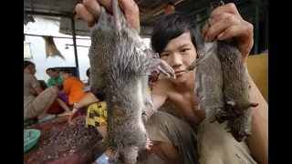 Theo chân thợ săn chuột đồng ở Hà Nội