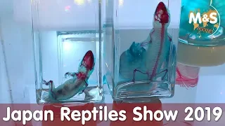 Seltene Reptilien entdeckt | Japan Reptiles Show 2019 | Reptil TV