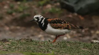 RUDDY TURNSTONE at Upton Warren