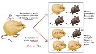 BIOL304: Epigenetics & Agouti mice