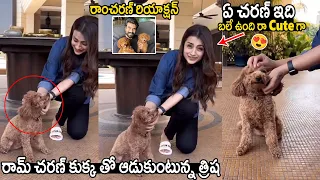 ఏ చరణ్ ఇది బలే ఉంది రా Cute గా😍 Heroine Trisha Playing With Ram Charan Dog Rhyme | Cinema Culture