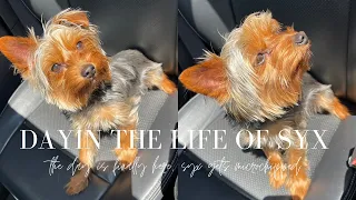 I DECIDED TO GET MY PUPPY MICROCHIPPED | Yorkie vlog | Yemi A'shianna