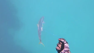 spearfishing Exmouth