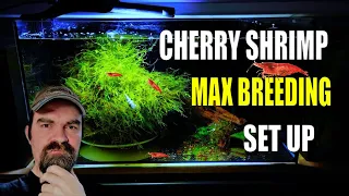 How To Setup A Cherry Shrimp Tank For MAX BREEDING 2024
