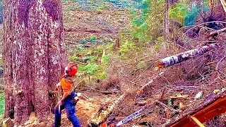 TLDW | Falling & bucking 5ft hemlock - old video