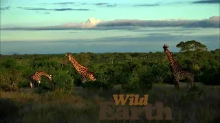 WildEarth - Sunrise Safari - 10 May 2020