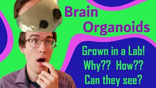 Growing "Mini-Brains" in a Lab: Human Brain Organoids