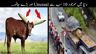 10 Abnormal And Biggest Animals In The World Urdu | دنیا کے سب سے بڑے جانور | Haider Tv