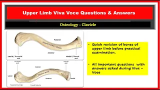 Anatomy Viva Voce - Clavicle | Side determination, general features, attachments , ossification |