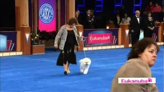 Eukanuba World Challenge Section 2