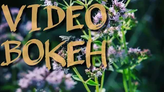 Video Bokeh Insect New HD
