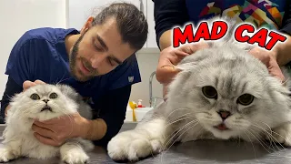 Adorable Cat Doesn't Like Vets!