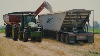 Wheat harvest in Ontario