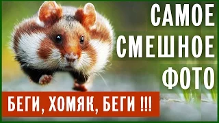 Самые смешные фотографии животных Comedy Wildlife Photography Awards 2015