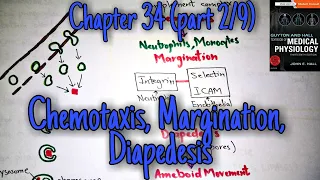 Chemotaxis, margination, diapedesis chapter 34 (part 2) Guyton and Hall text book of physiology.