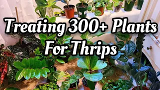 PLANT CARE VLOG | My War on Thrips | How To Recognize & Kill Pests ☠