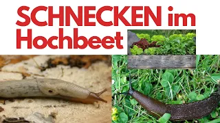 Schneckenplage im Hochbeet JETZT beenden!