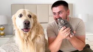 Golden Retriever Confused by Meeting New Tiny Kitten!