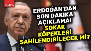 Erdoğan'dan Başıboş Köpeklere Son Çare! | ULUSAL HABER