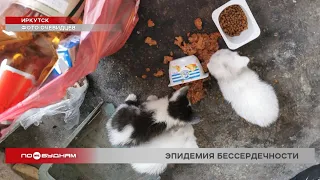 Котят и щенят массово выбрасывают этим летом в Иркутске
