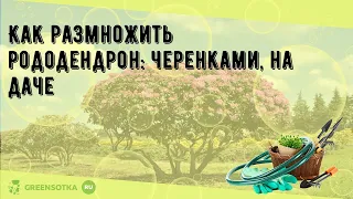 Как размножить рододендрон: черенками, на даче