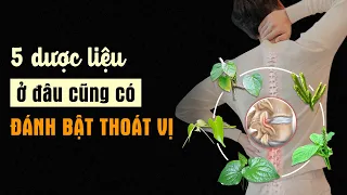 Bị Thoát Vị Đĩa Đệm Uống Thuốc Gì? 5 Vị Thuốc Trị Thoát Vị Đĩa Đệm Mọc Dại Đầy Vườn