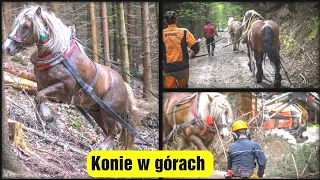 KOŃ TO NIE PRZEŻYTEK! || Zrywka konna W GÓRACH || Okiem ZULa