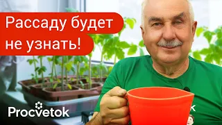 РАССАДА ИЗ ХИЛОЙ В ТОЛСТЕНЬКУЮ ЗА 3 ДНЯ! Чем подкормить рассаду для мощных корней и толстых стеблей