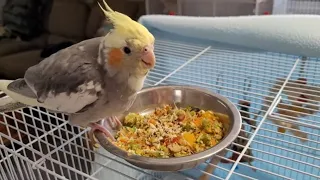 Tips for easy sprouting for your pet birds