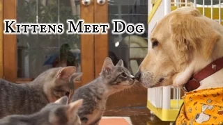 Kittens Meet Dog