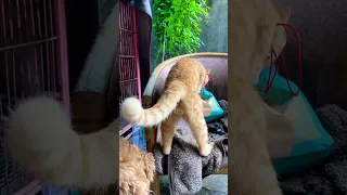 Naughty orange cat pees randomly