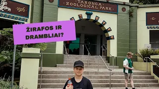 TARONGA ZOO parkas ir kainos Australijos parduotuvėse