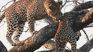 Male leopard kills a young leopard cub