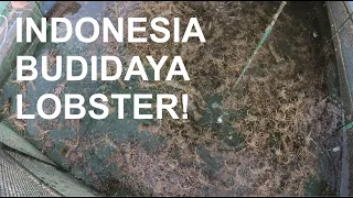 Budidaya Lobster bersama Aquatec | Lobster Farming with Aquatec