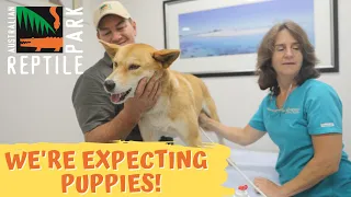 WE'RE EXPECTING PUPPIES! | The Australian Reptile Park