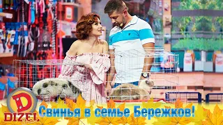 Свинья в семье Бережков! Саша согласен на мини-пига?! | Дизель cтудио