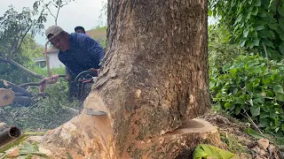 Best Technique... Cut Down 2 decades old trees Safely & Easily ‼️