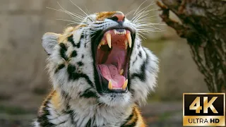 Siberian Tiger Yawning – 4K Wildlife Stock Footage