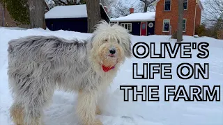 Old English Sheepdog's Life on the Farm