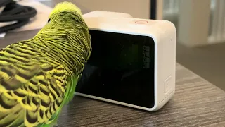 Kiwi the parakeet talks to a GoPro