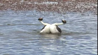 Hardcore Bird Rave