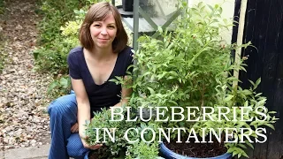 The challenges of growing blueberries in containers