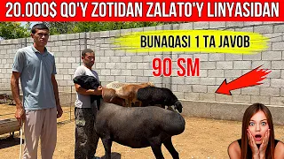 ☎️33-733-43-43☎️ 90 SM GIGANT SOVLIQ VA QO'CHQORLAR SHOSHILING BUNAQASI KAM KELADI.