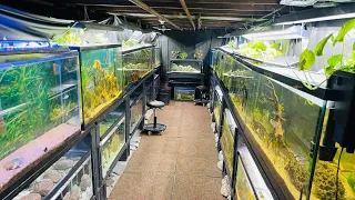 I Turned My Basement Into a Fish Room! *Tour*