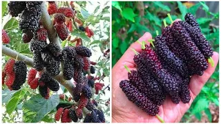 Lots of Mulberry harvesting