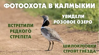 Дикие кадры. Фотоохота в Калмыкии. Много редких птиц. Стрепет, шилоклювки, каравайки