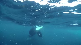 Polar Snorkeling with Orcas in Northern Norway - by Cristina Mittermeier